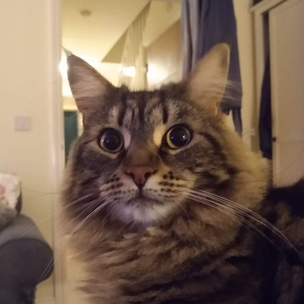 Joe