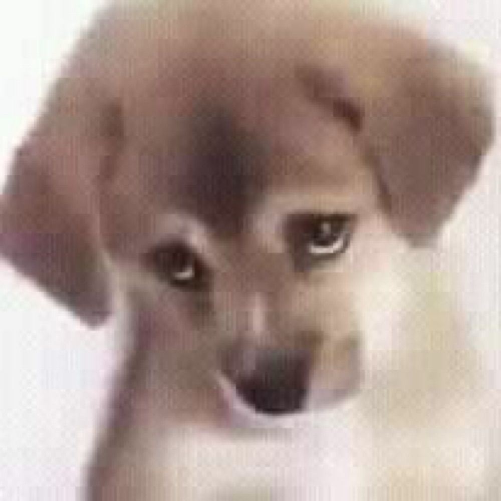 cachorro pidão 