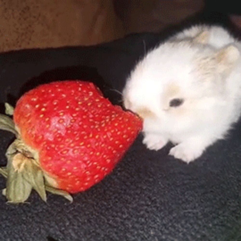 мухильда🐇