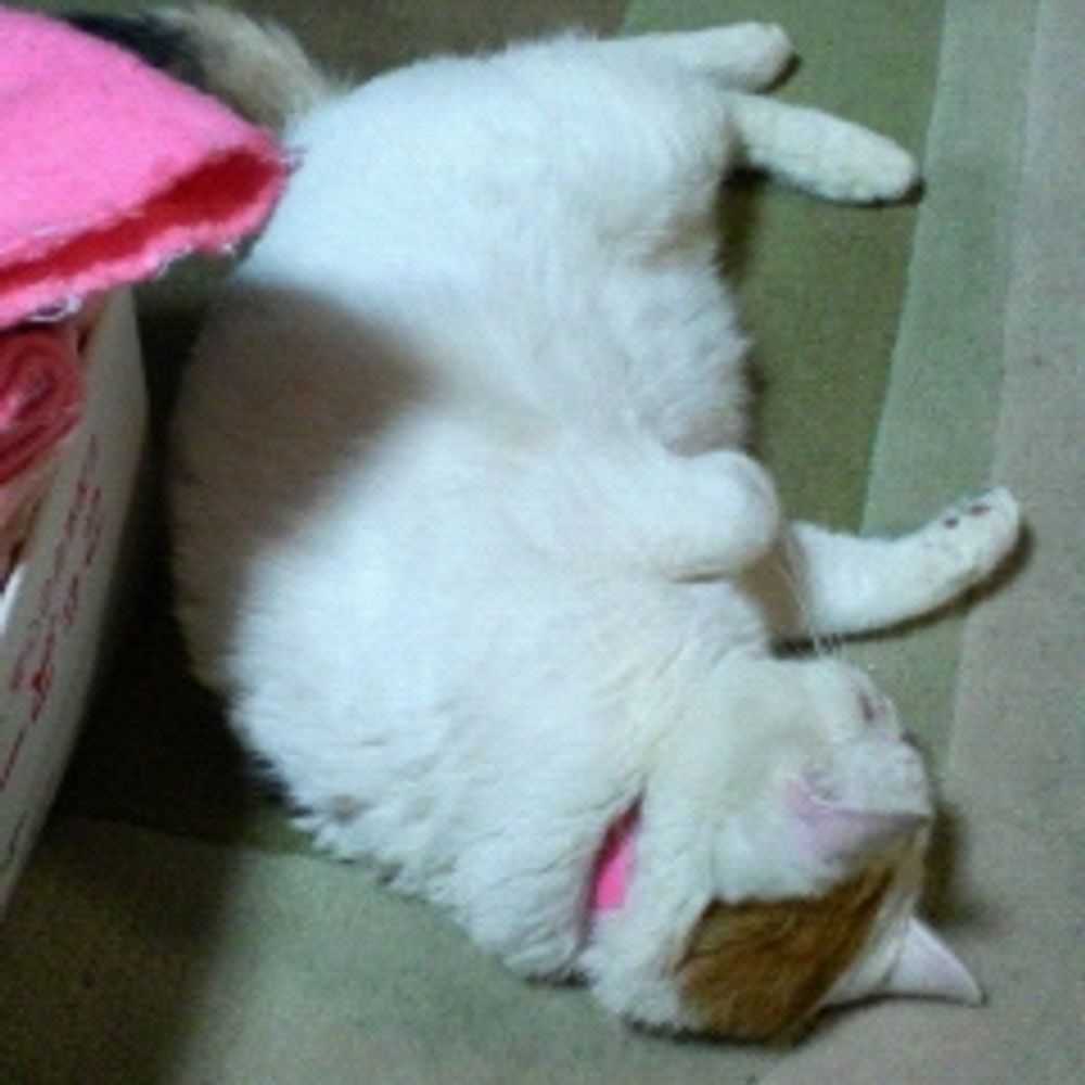 ねこなべ