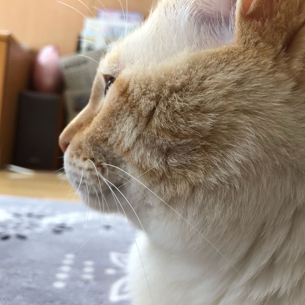 ふなぴ