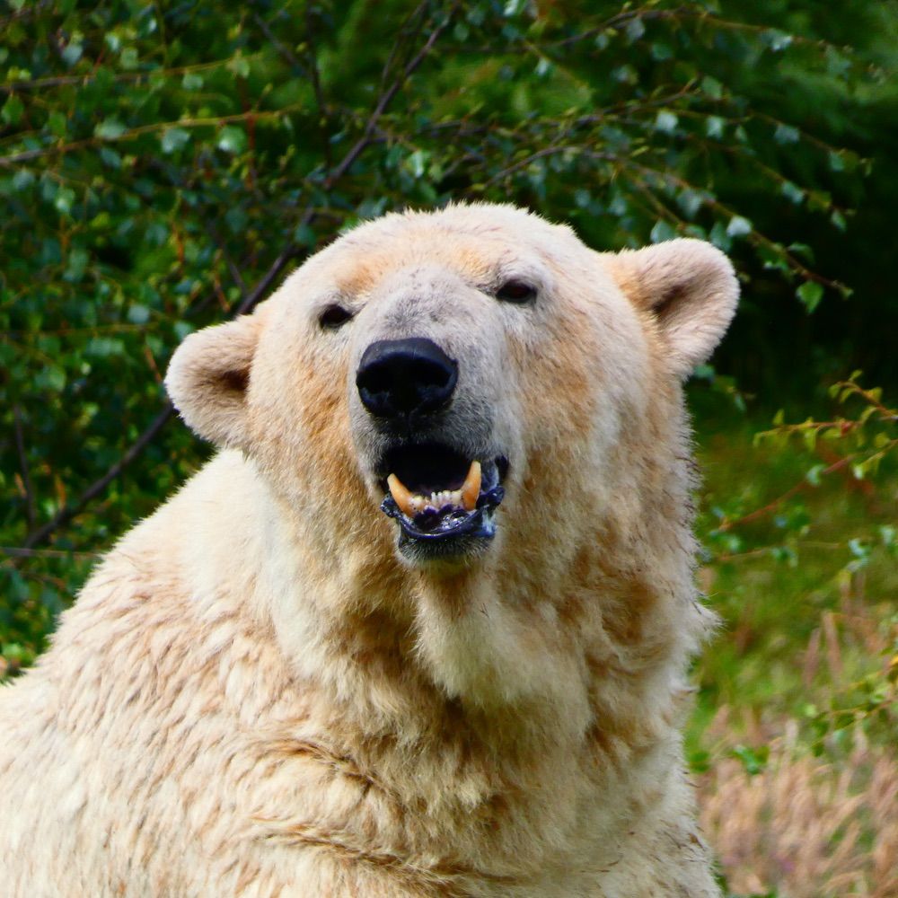 Pangolino 🐻‍❄️