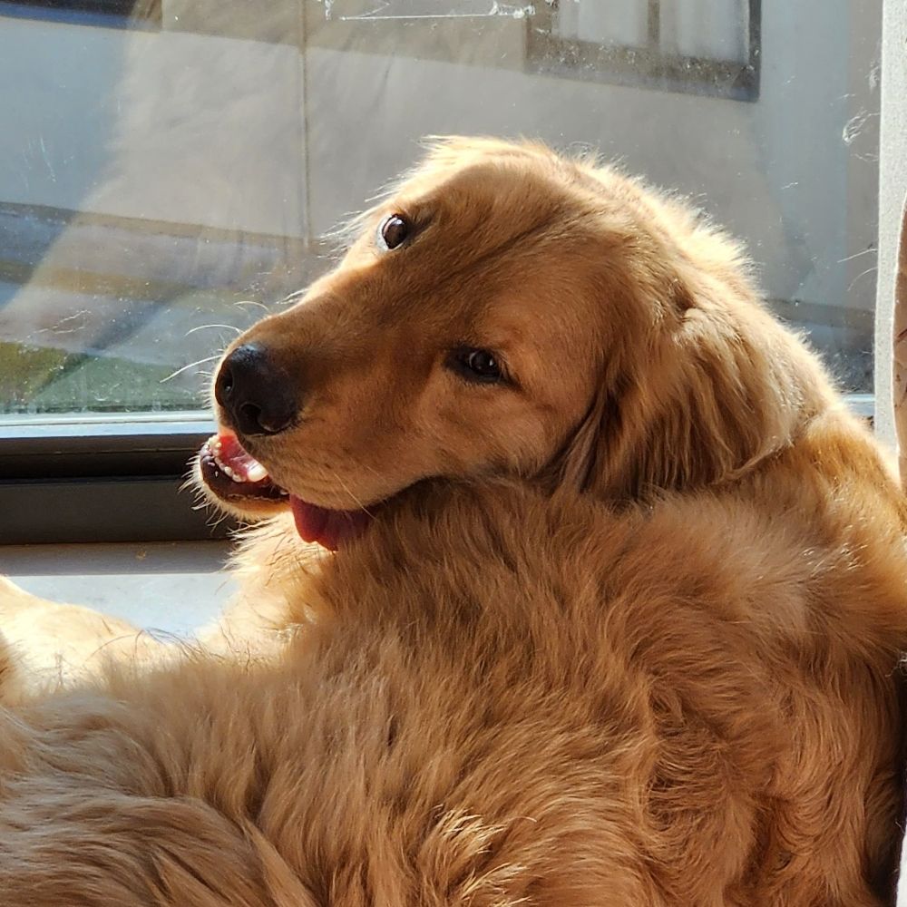 Vakinha do Aphelios 🐕‍🦺