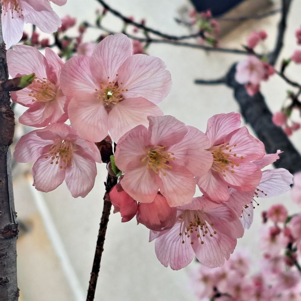 萌黄風