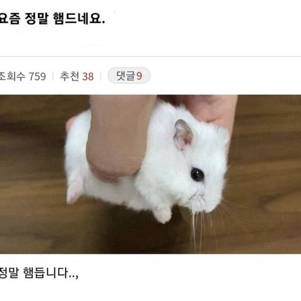 히래