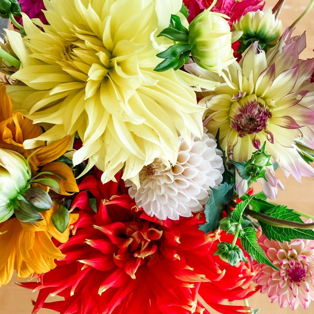 Language of the Flowers (they/them)
