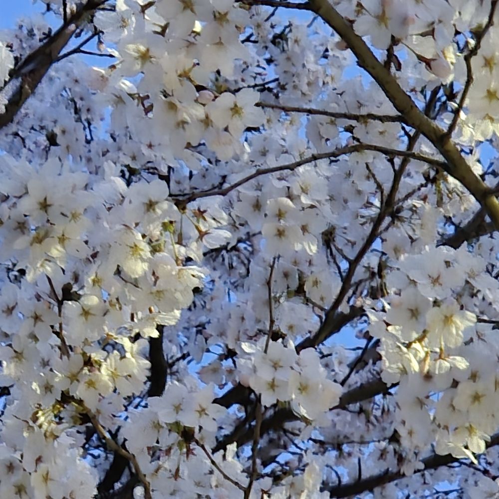 쉐리