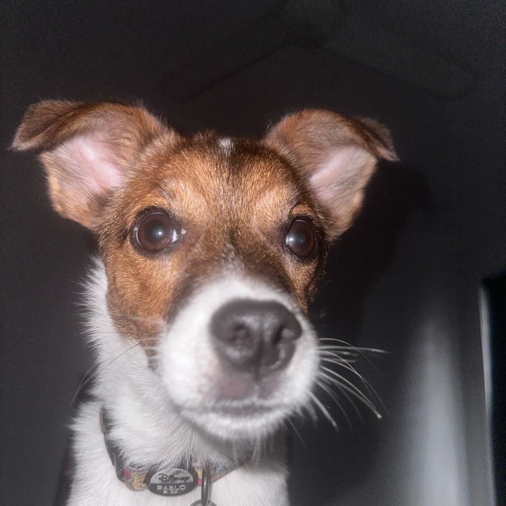 Alfie