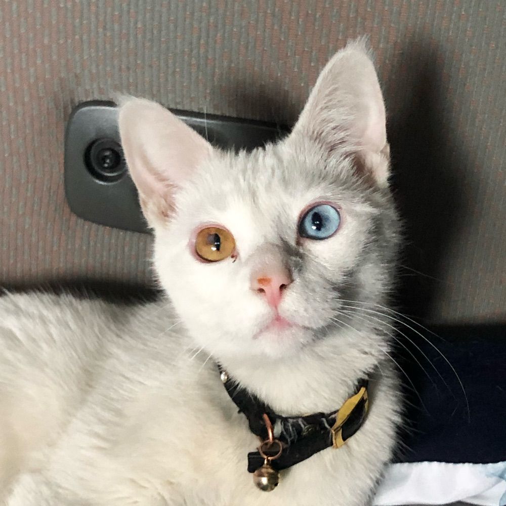 Smol Blue Dot 1217