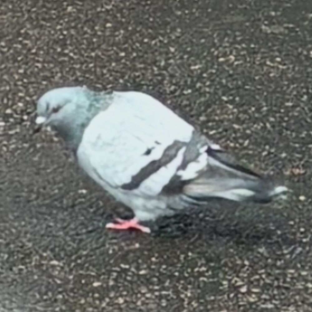 some kind of bird
