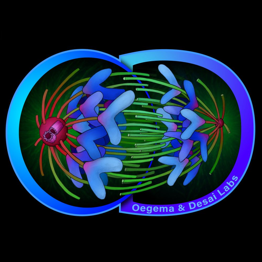 Oegema / Desai Labs