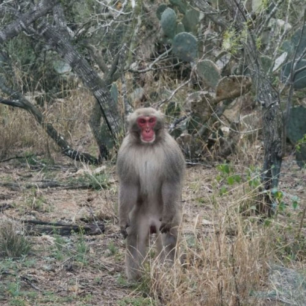 texas snow monkey, esq.