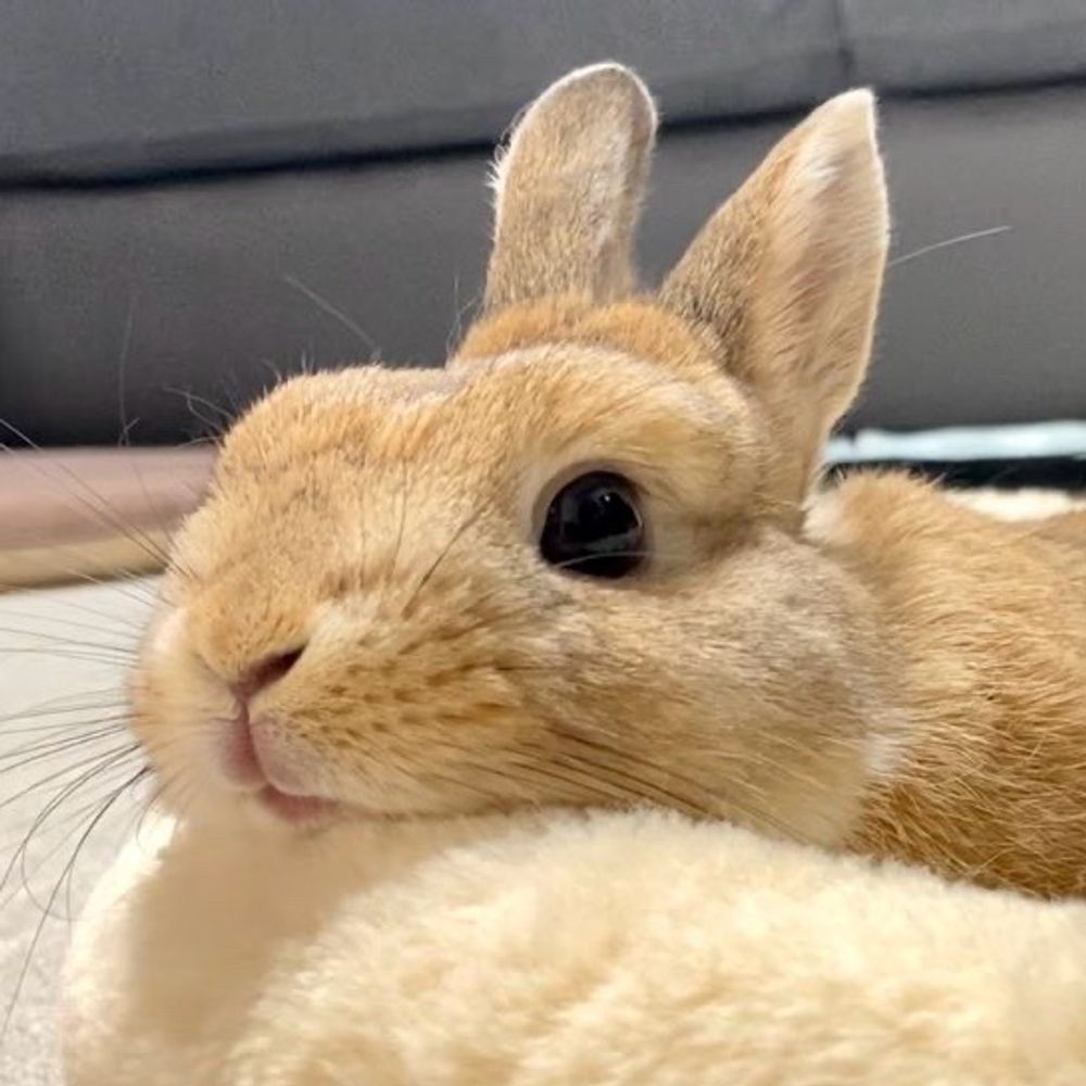 うさぎのうい🐰