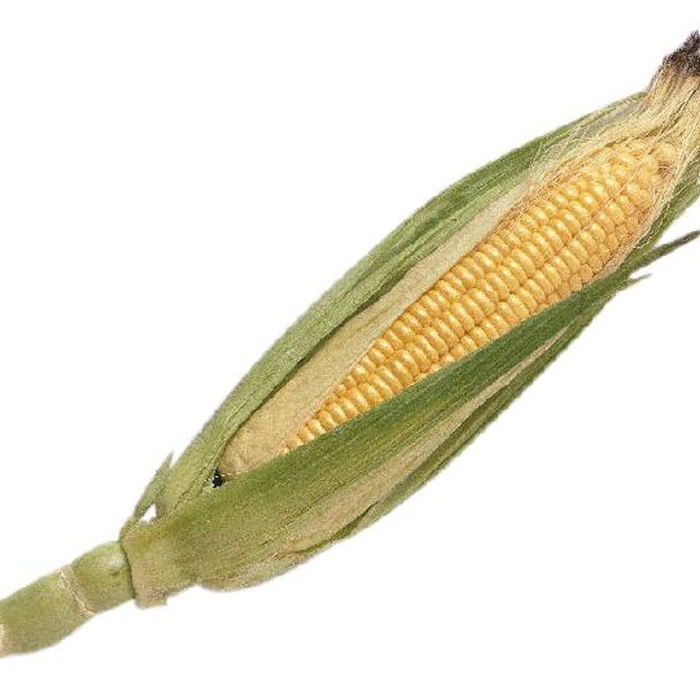 ɛmə ˈwɛlkəːr