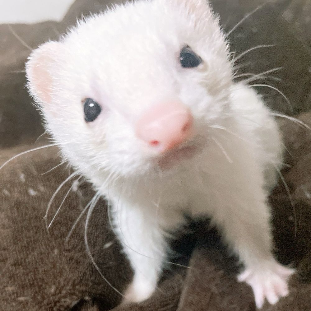 もふちわ🦦