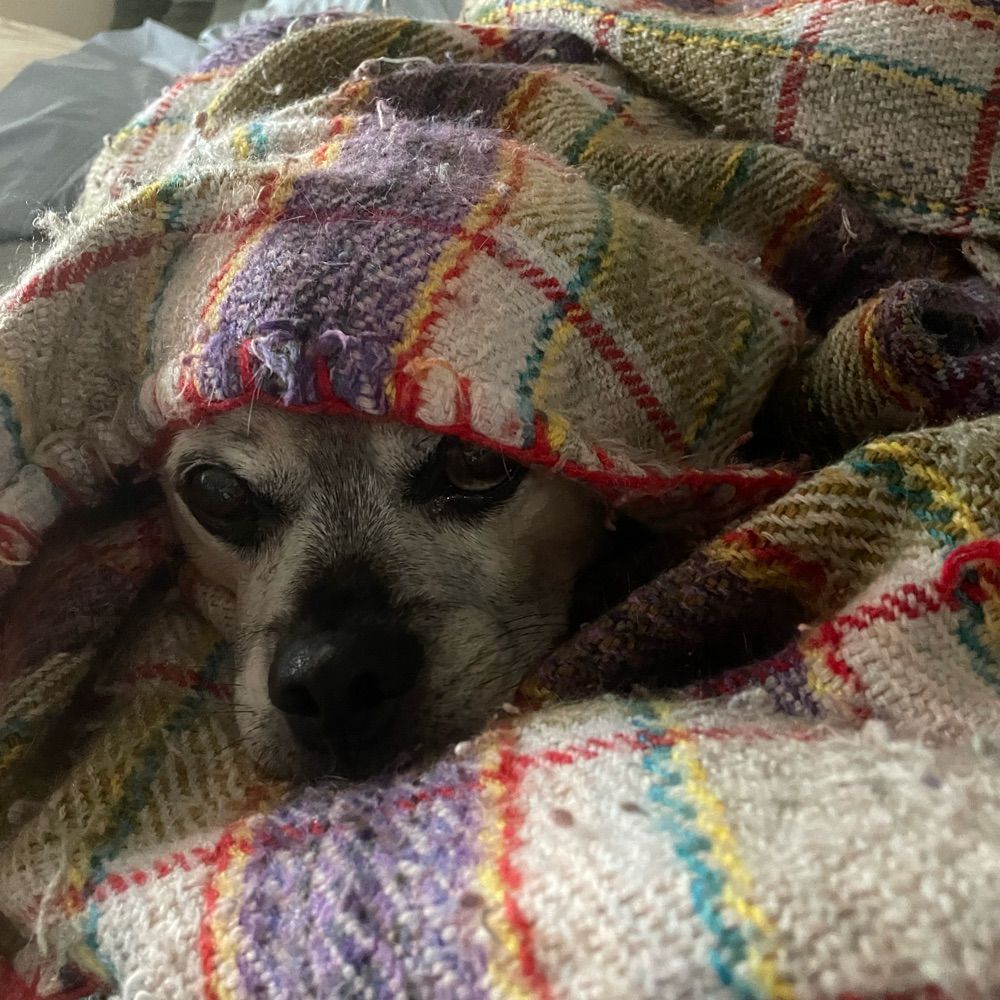 leapolitan.bsky.social