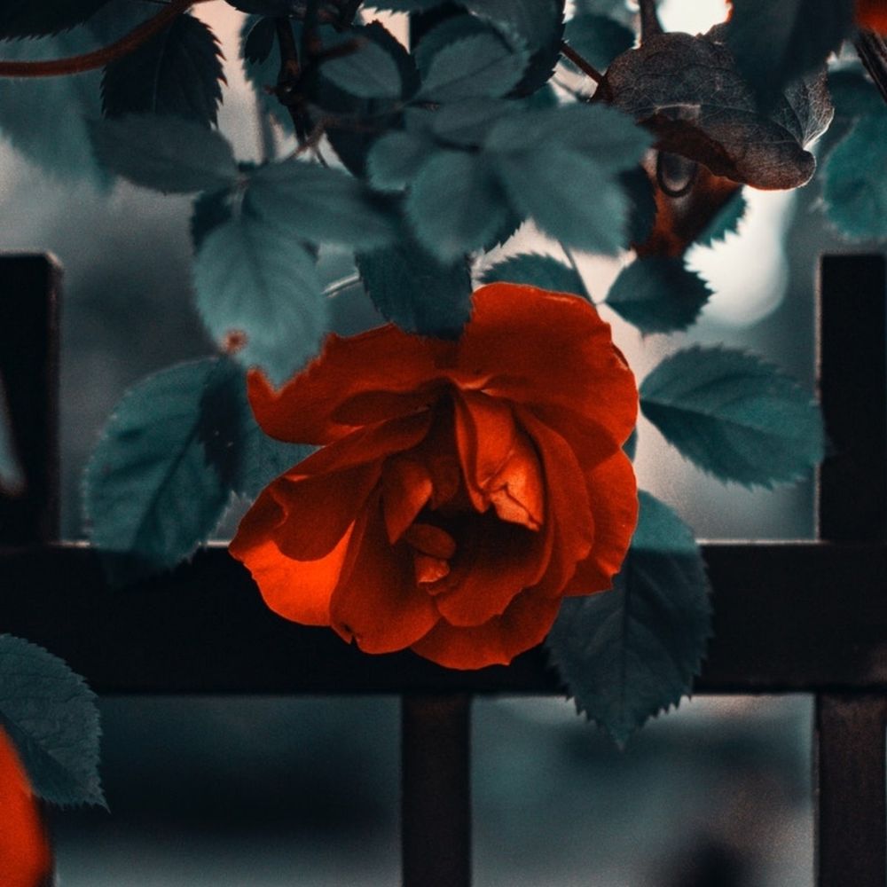 🌹배다솜🌹