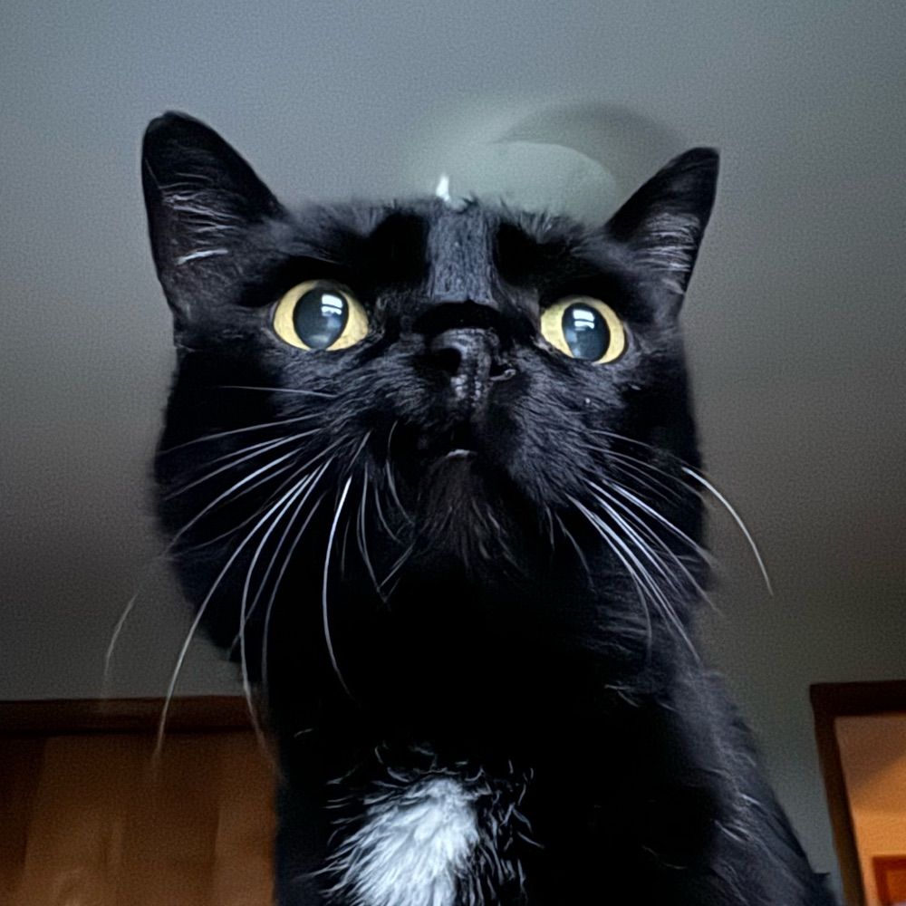 The Little Black Cat Company