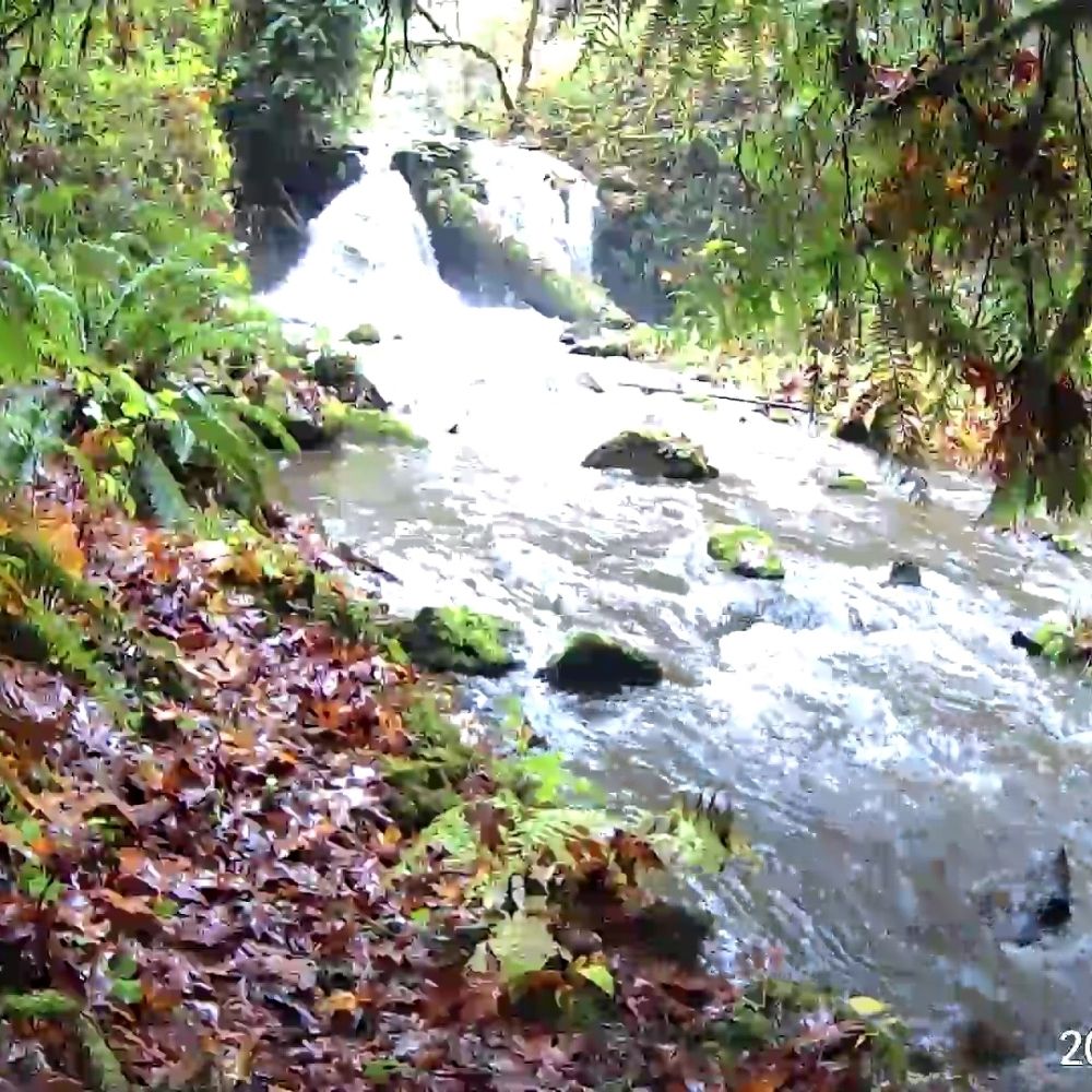 Fall Creek Preserve