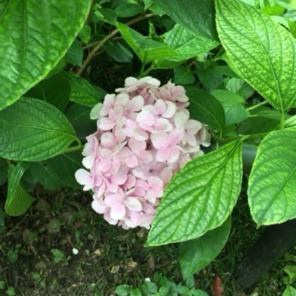 もね