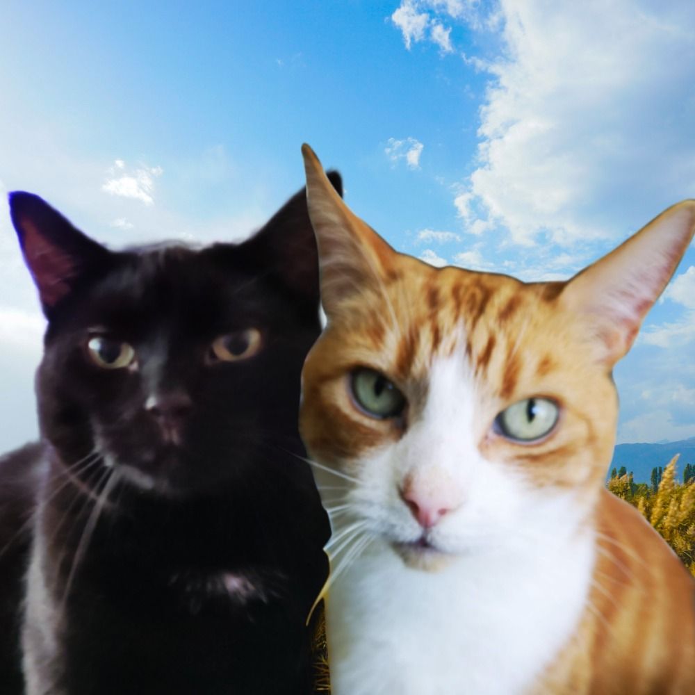 Angel Murphy T. Cat, KCVO & Angel Boo D. Panfur, KC 