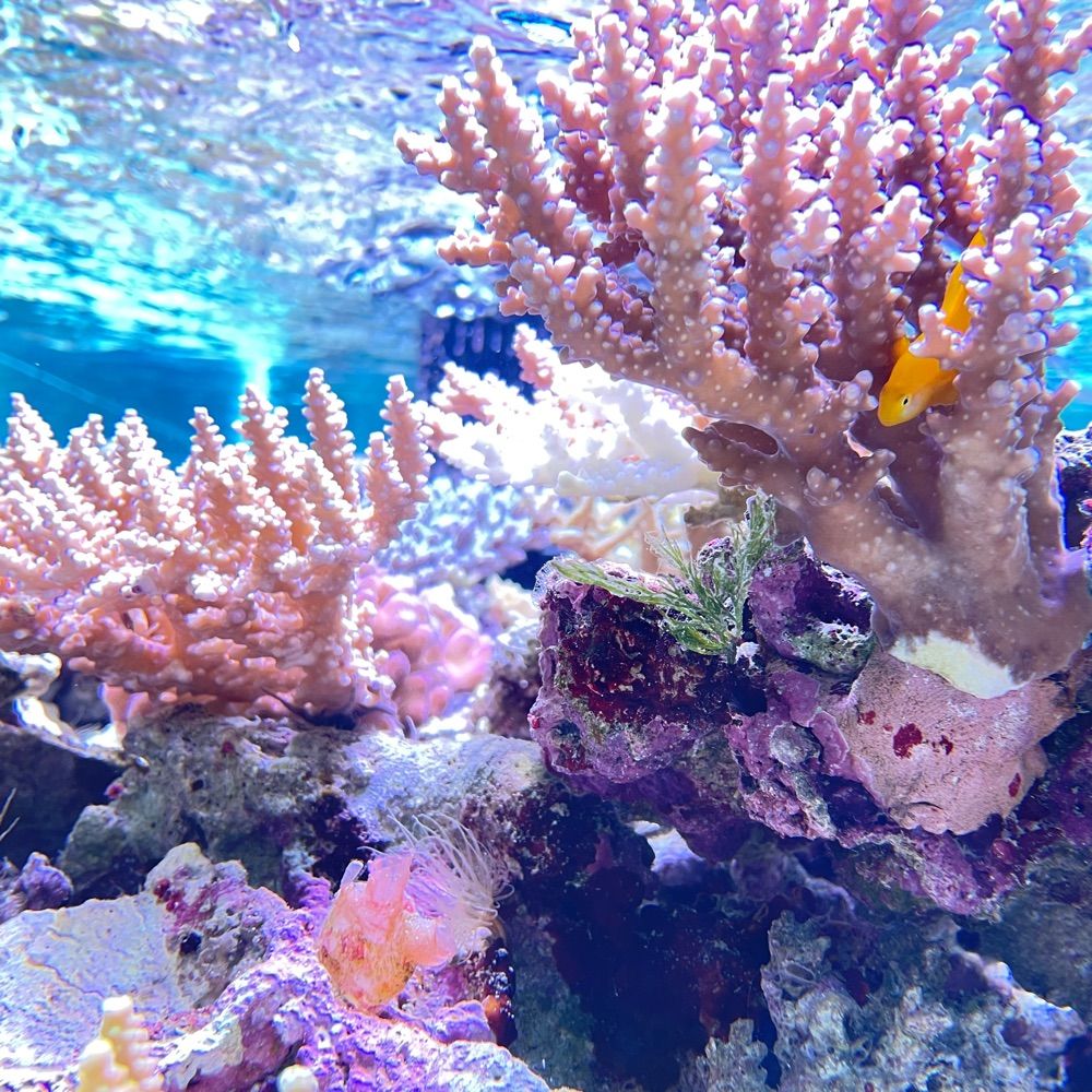 腰痛