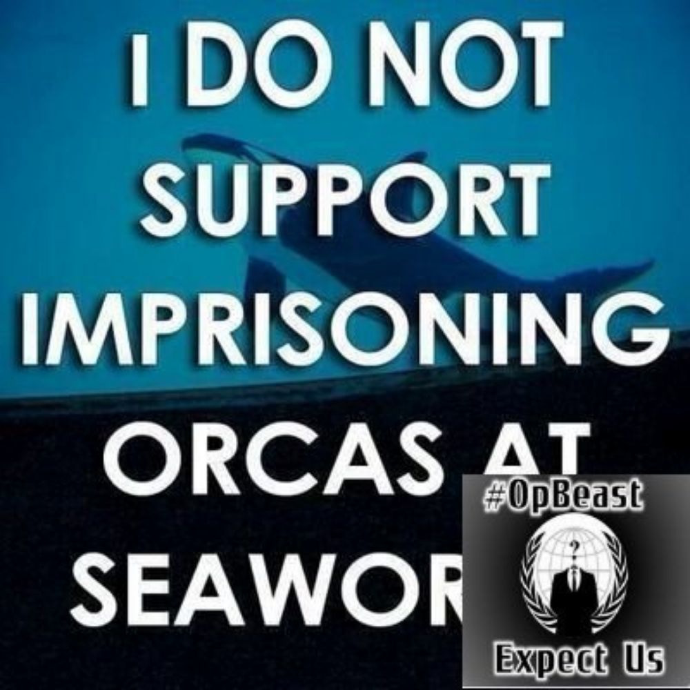 Orca