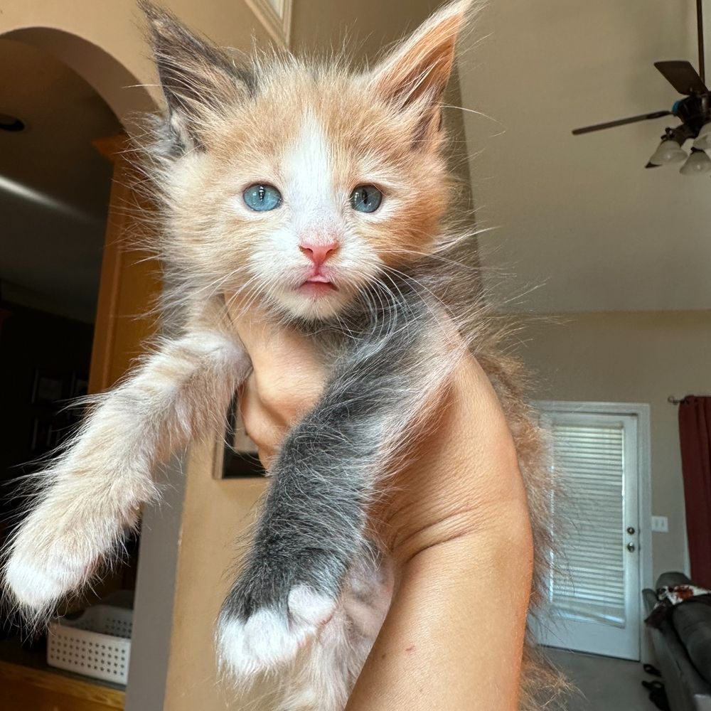 Curious Colorful Chaos Cattery (C4) Maine Coon Tennessee
