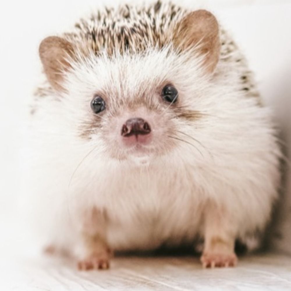 ふっくら