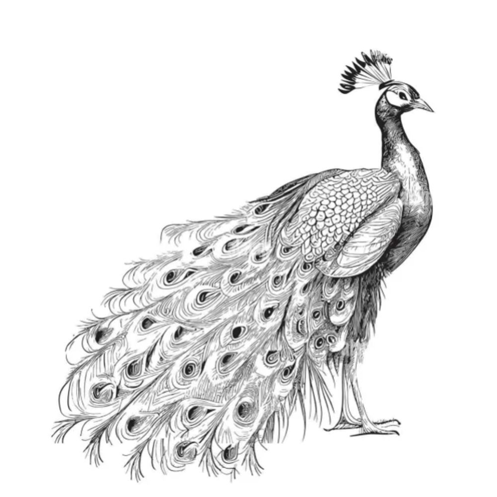 Peacock