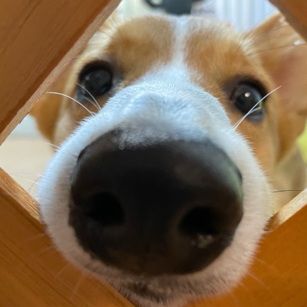 ざちゃちゃん