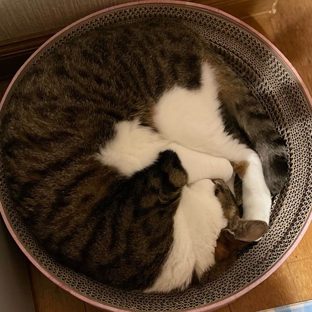 紫蘇ちゃ