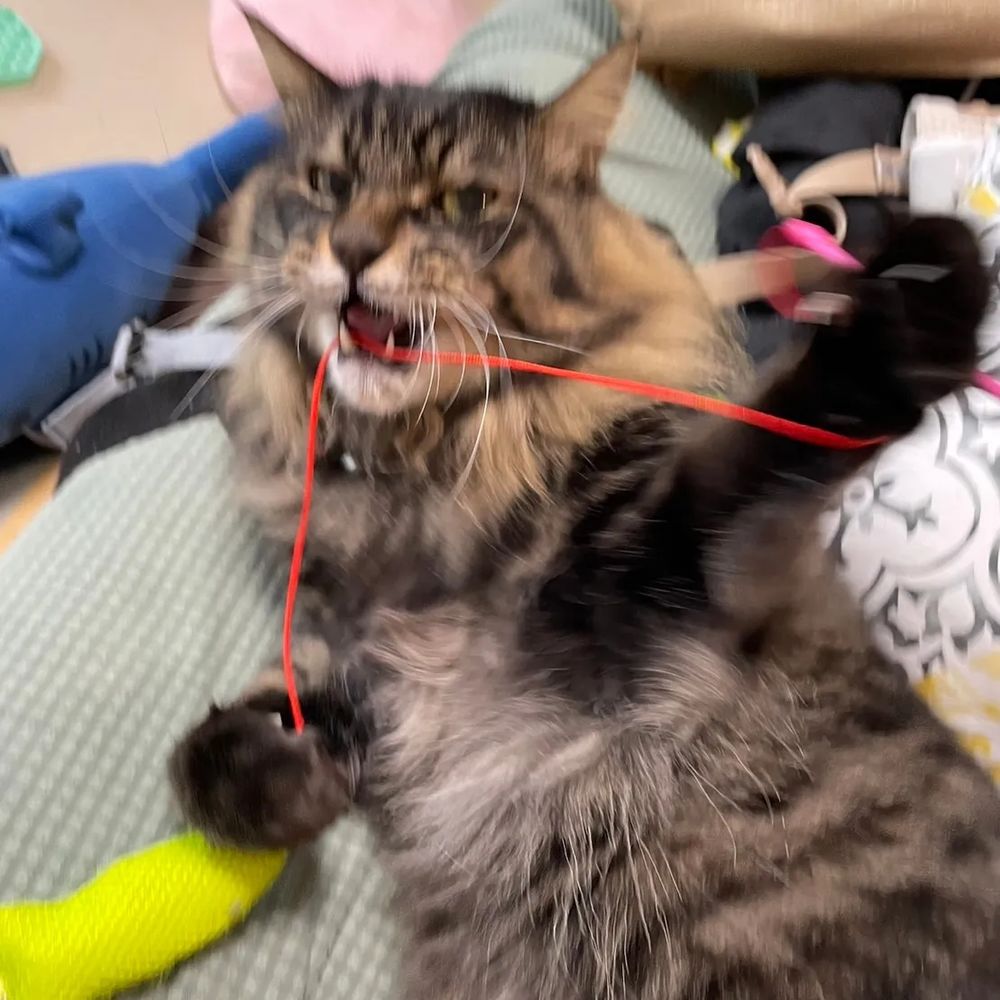 モノヒト