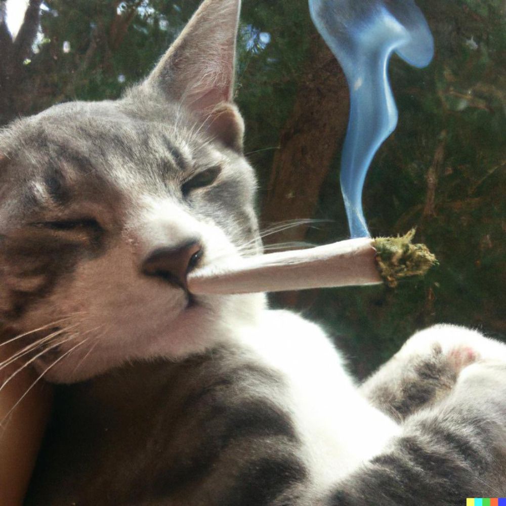 MildlyStonedCat