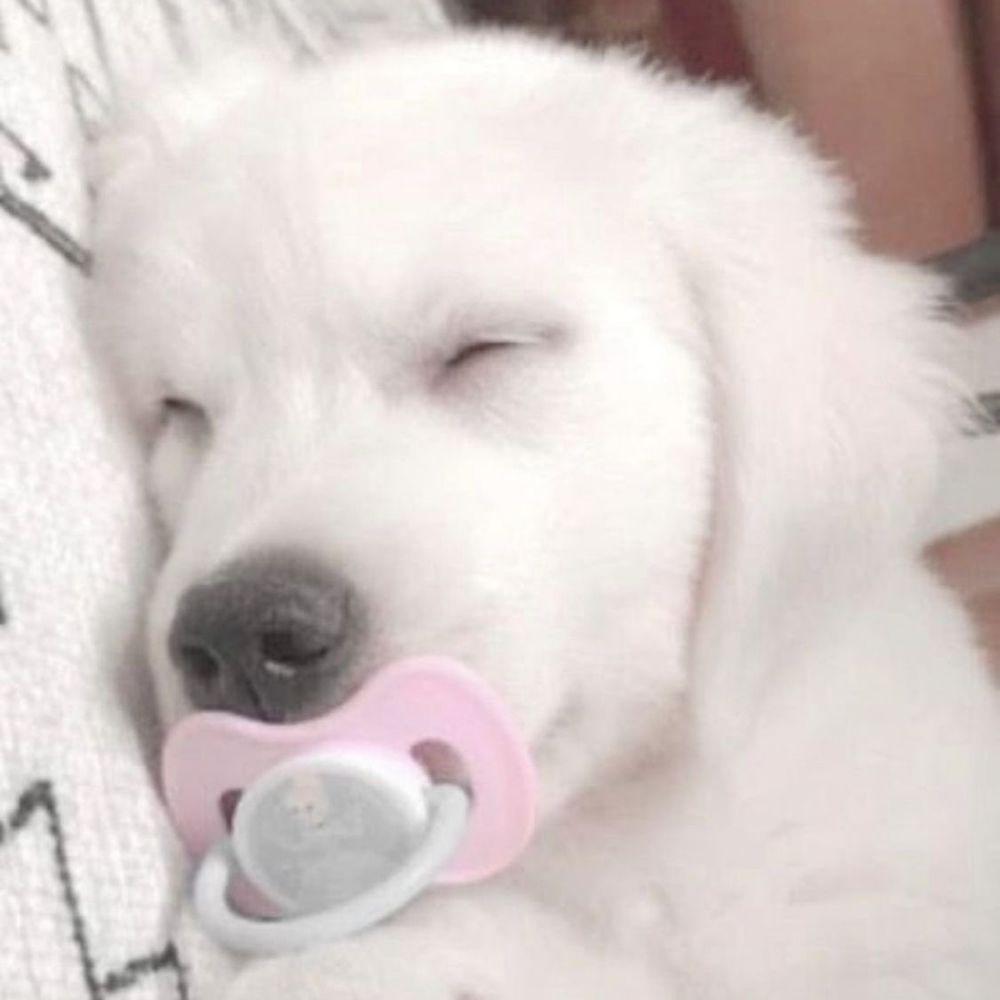 Puppy Tae
