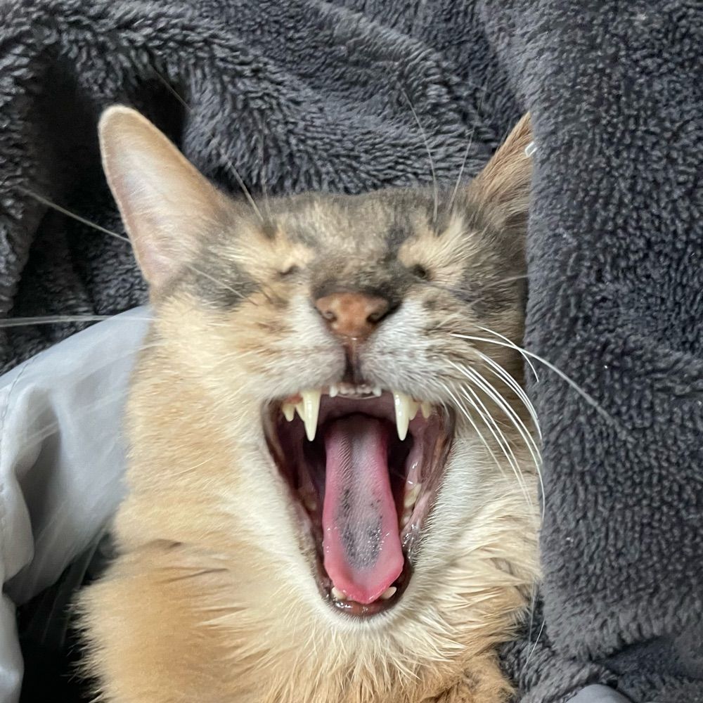 🐈🐅🐆🐈‍⬛tea