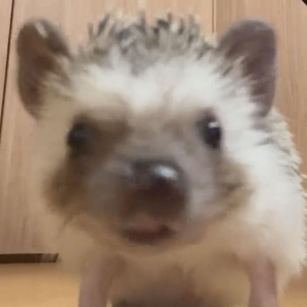 🦔🔒