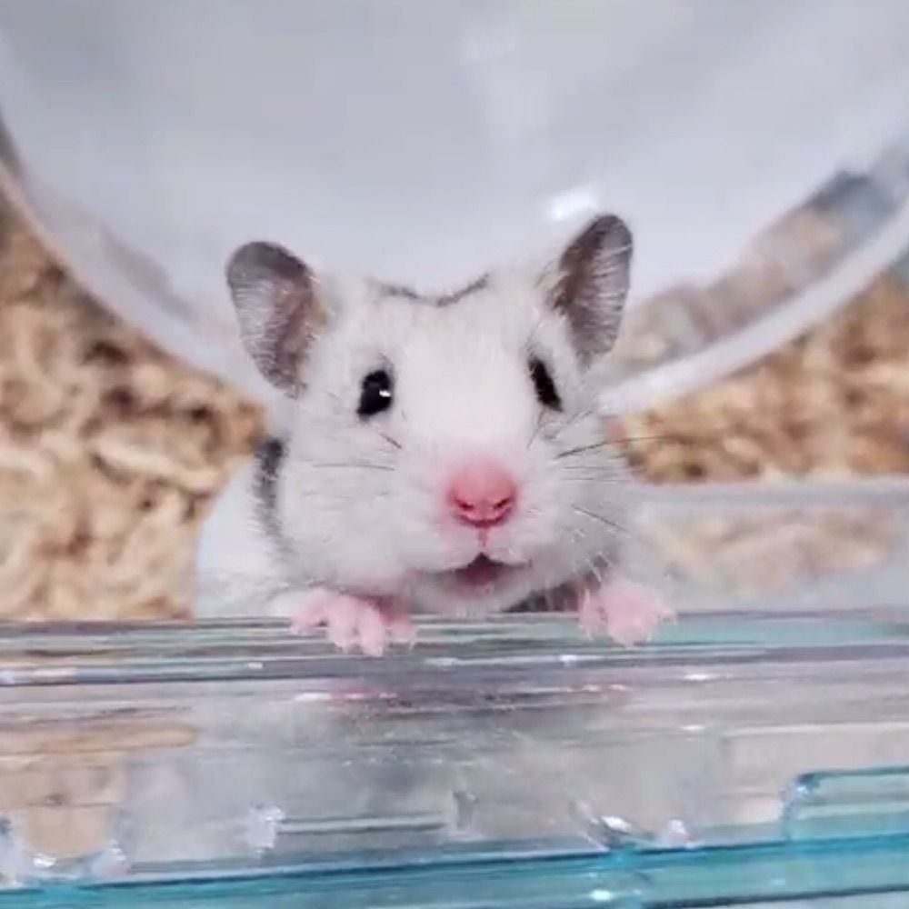 ふさふさのハム🐹
