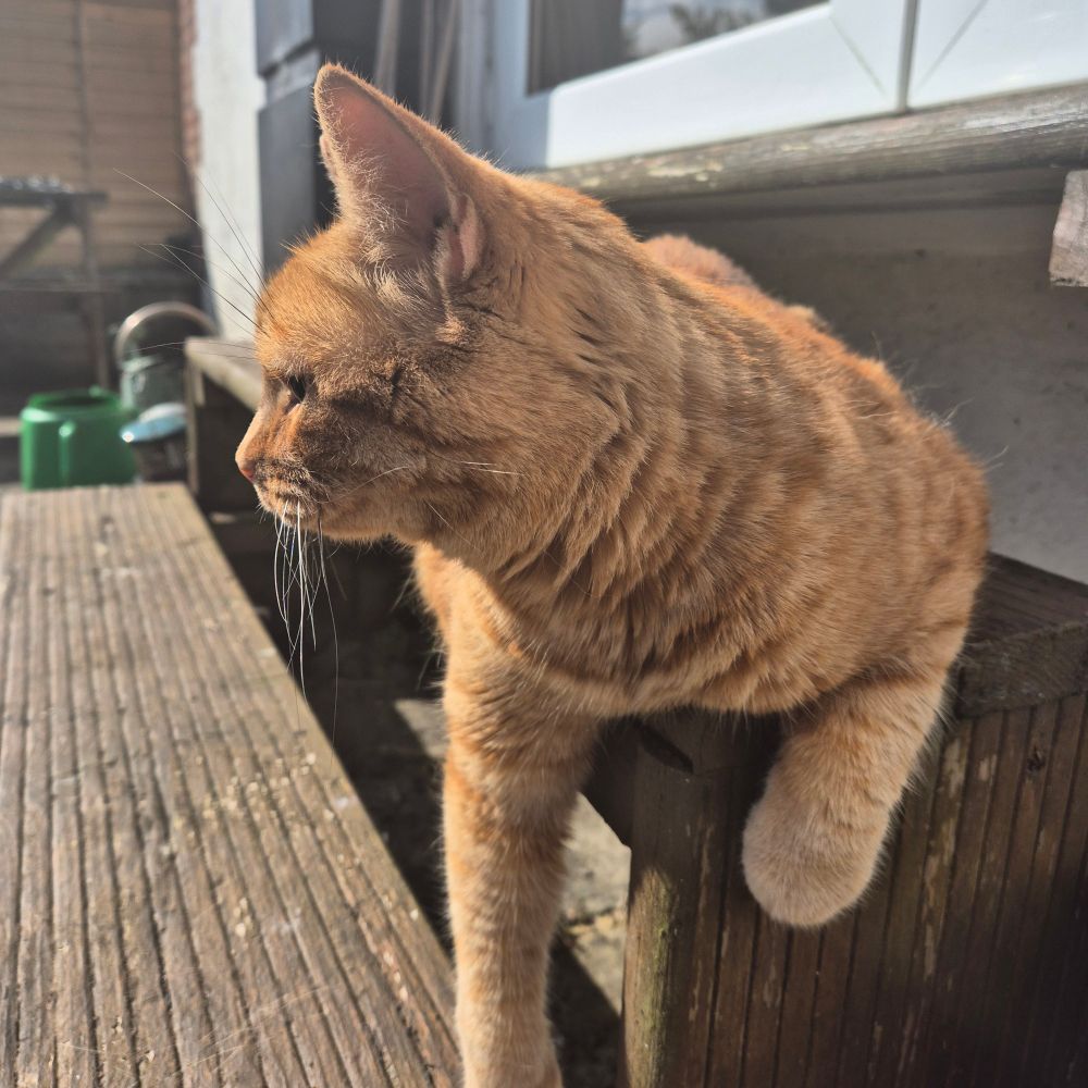 Gingergem
