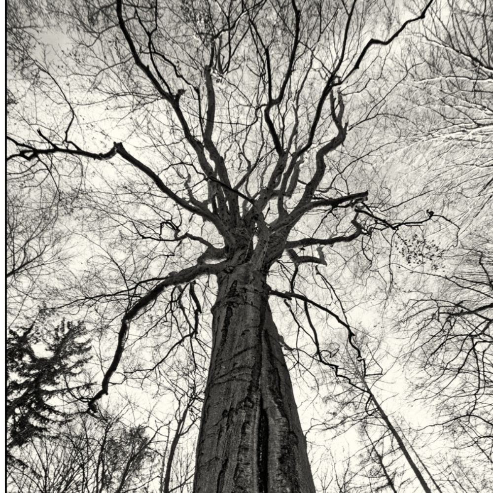 Vágus sylvatica
