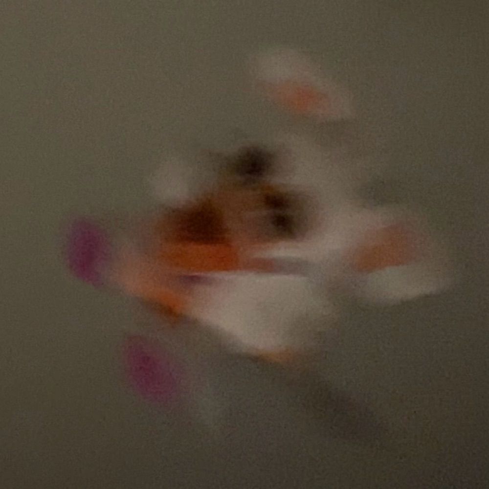 iris55.5