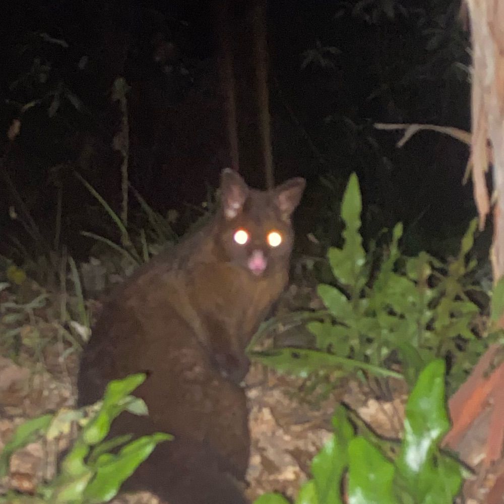 GhostlyPossum