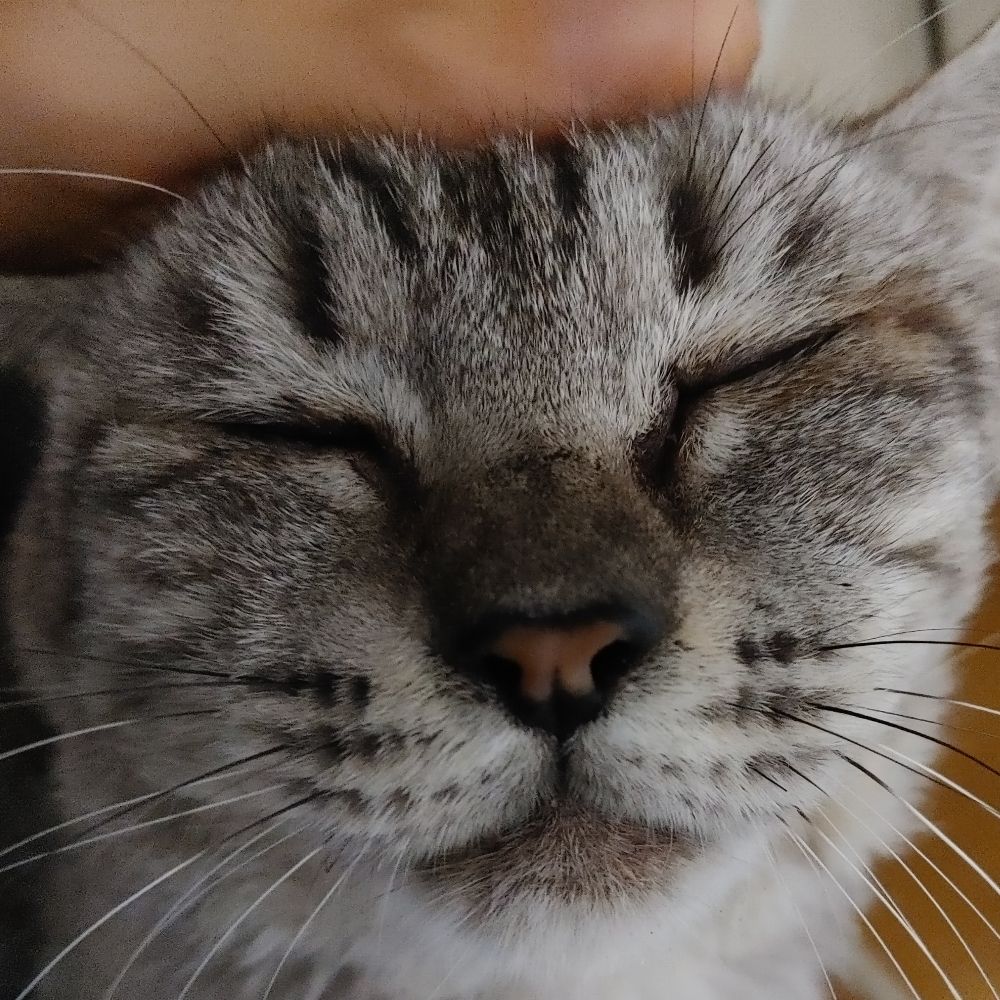 り(ﾟ∀ﾟ)ん