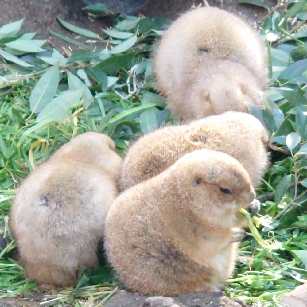 もちづき