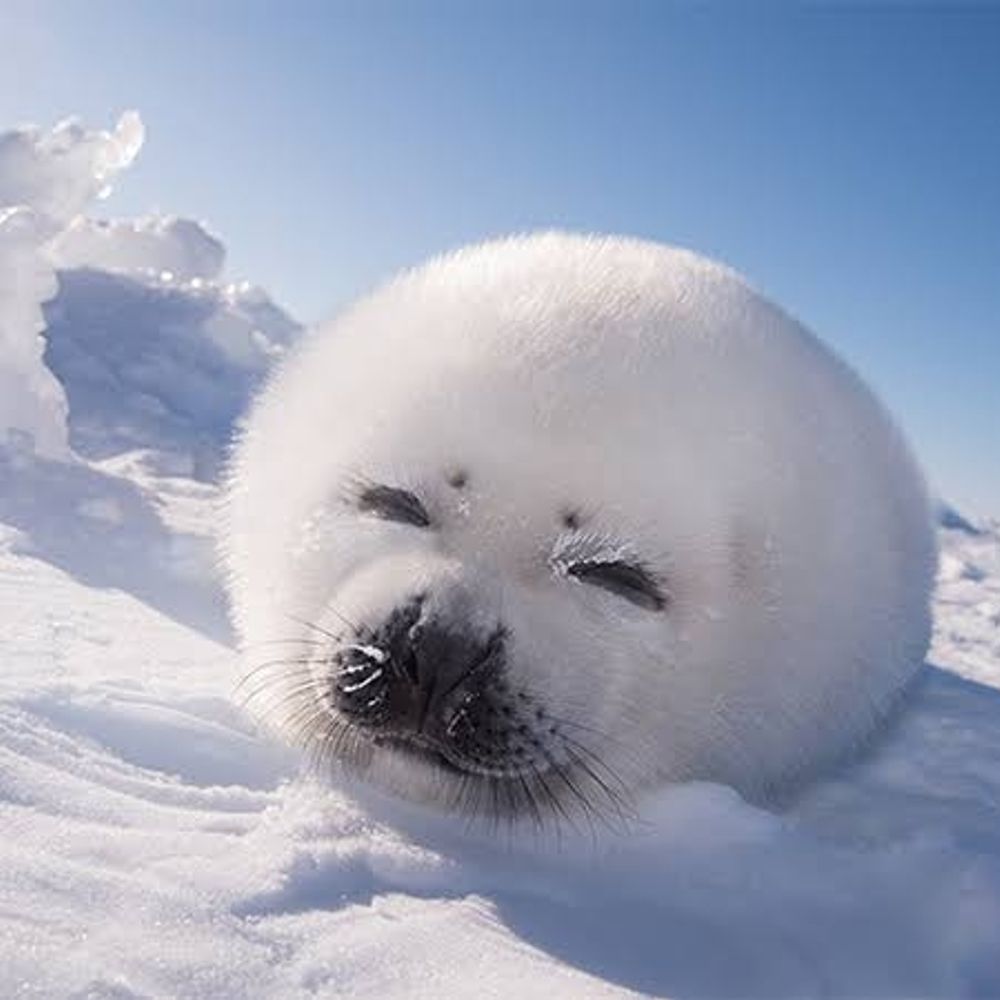 あざらし