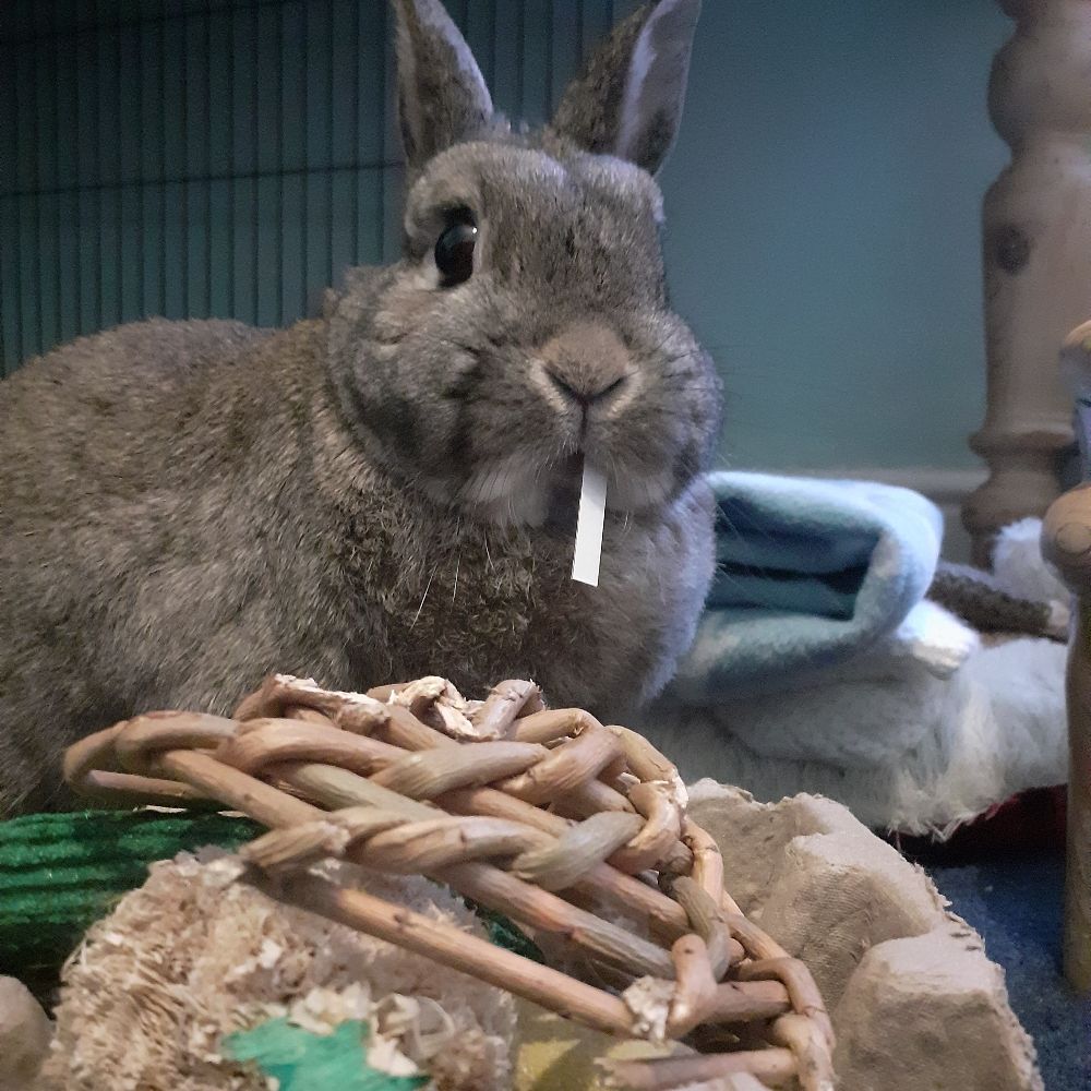 Parsley