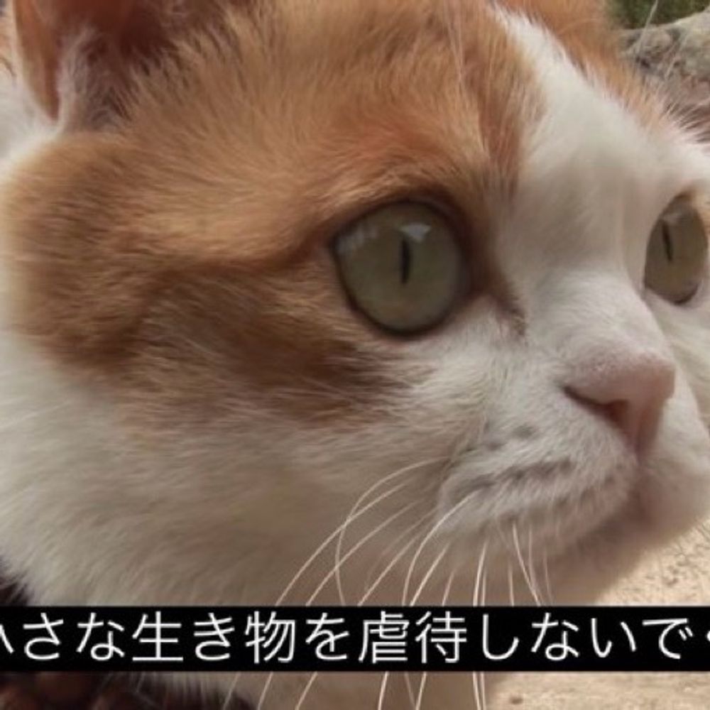 ねこねこ