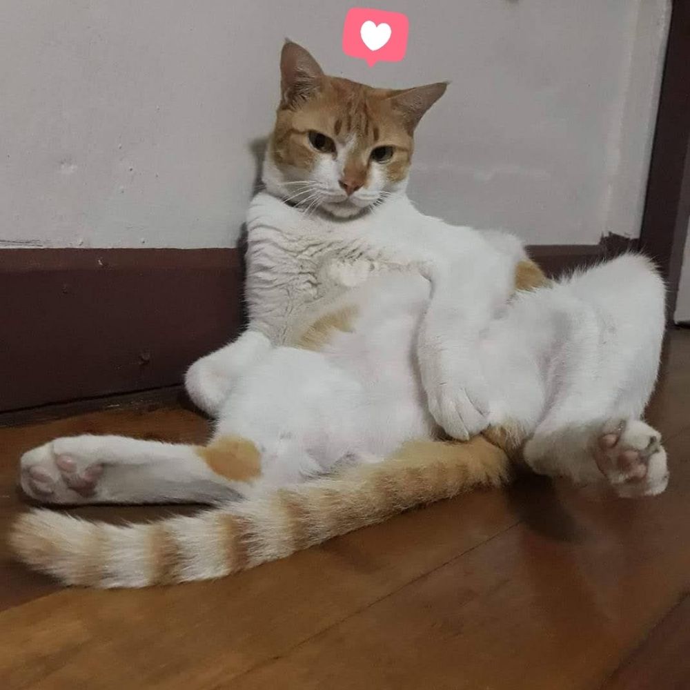 พี่เหมียวของน้องแบม