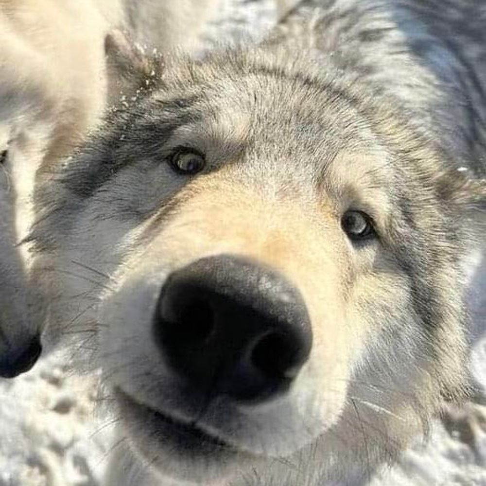 KingWolf