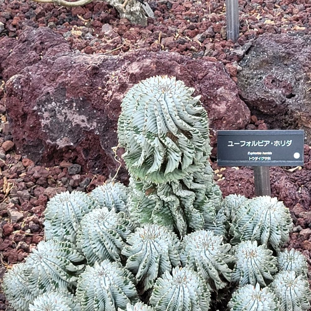 あふー